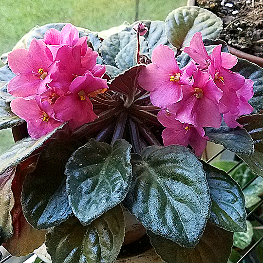 african violet