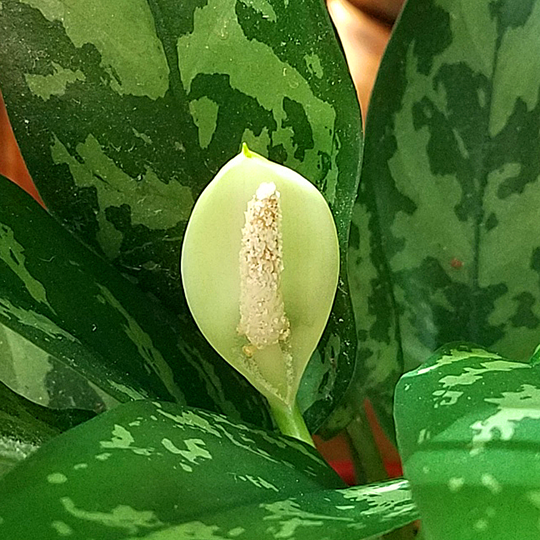 aglaonema-maria