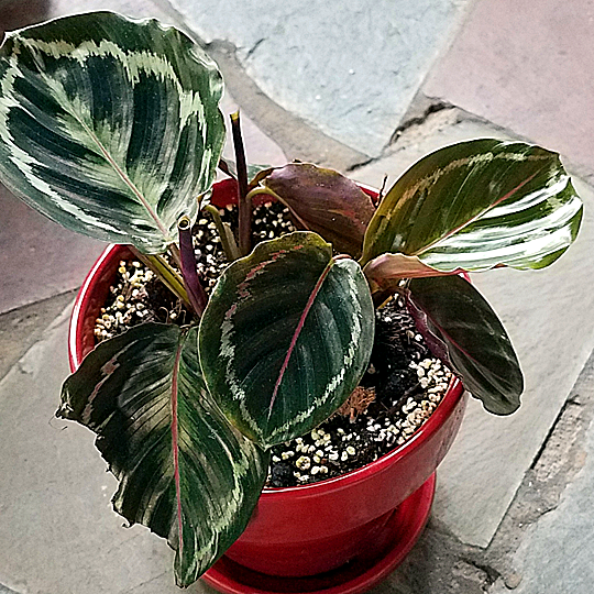 calathea roseopicta medallion