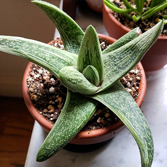 gasteria-little-warty