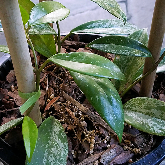 hoya-pubicalyx-trellis