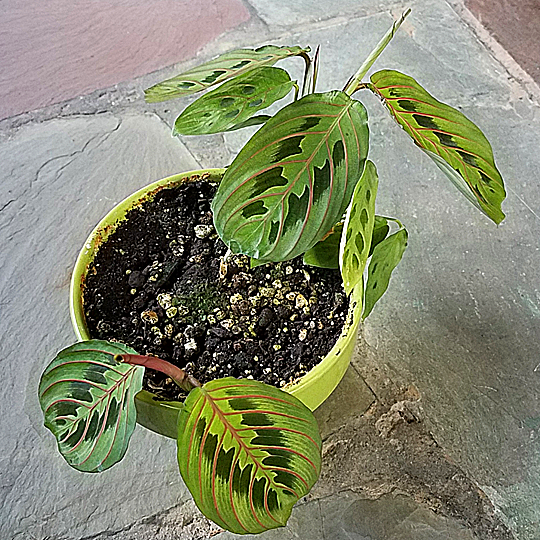 maranta leuconeura res