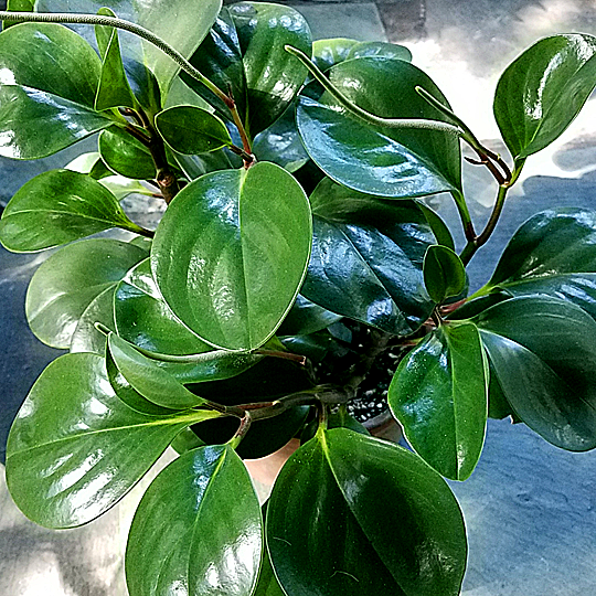 peperomia obtusifolia