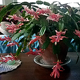 schlumbergera christmas cactus