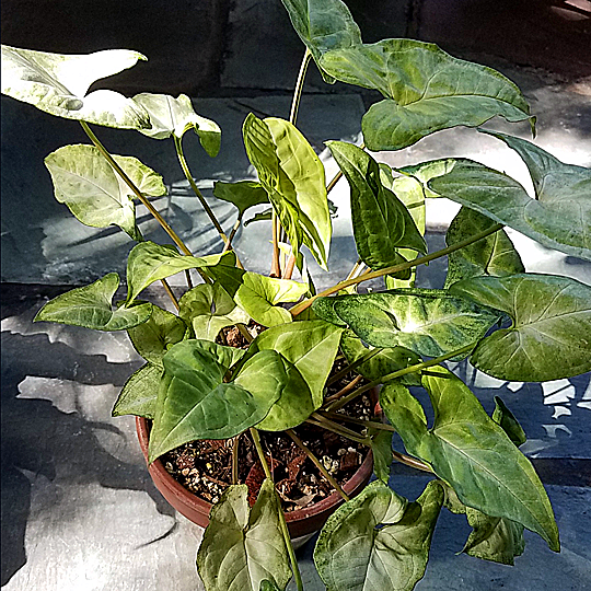 syngonium pdodphyllum white butterfly