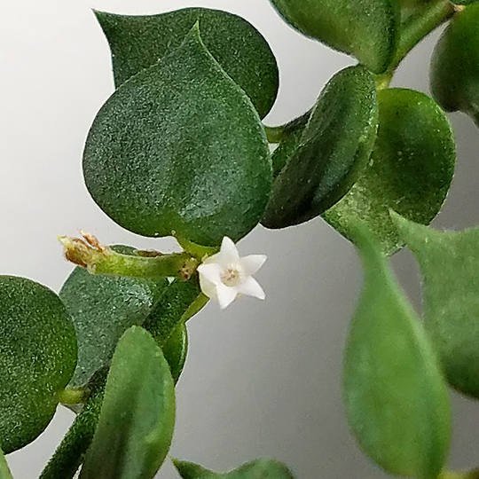 dischidia ruscifolia