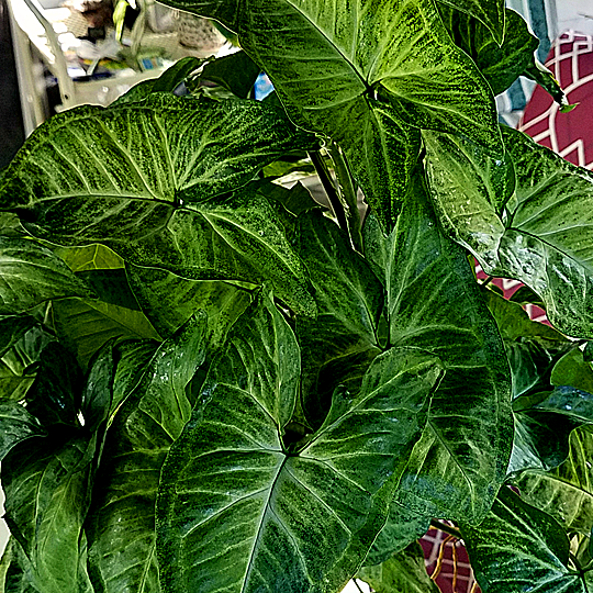 syngonium padophyllum white butterfly