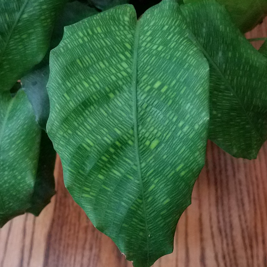 calathea musaica