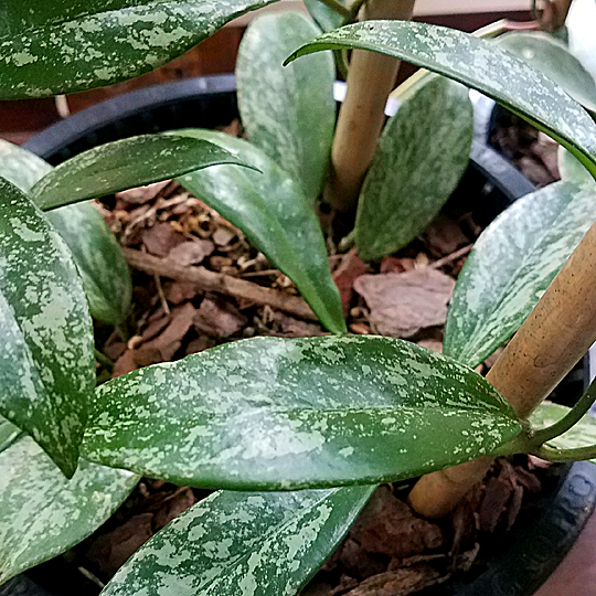 hoya pubicalyx