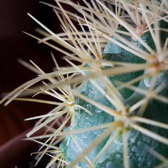 echinocactus grusonii