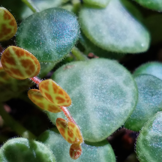 peperomia prostrata