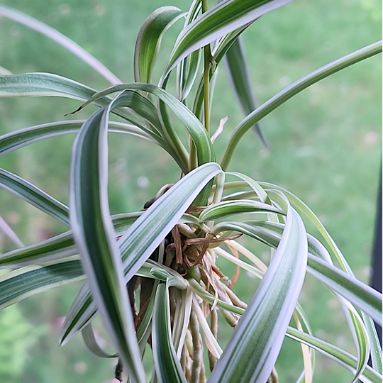 chlorophytum comosum spider plant