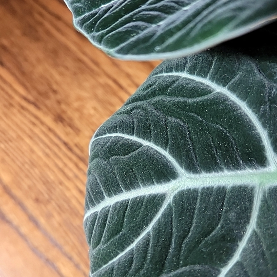 alocasia reginula black velvet