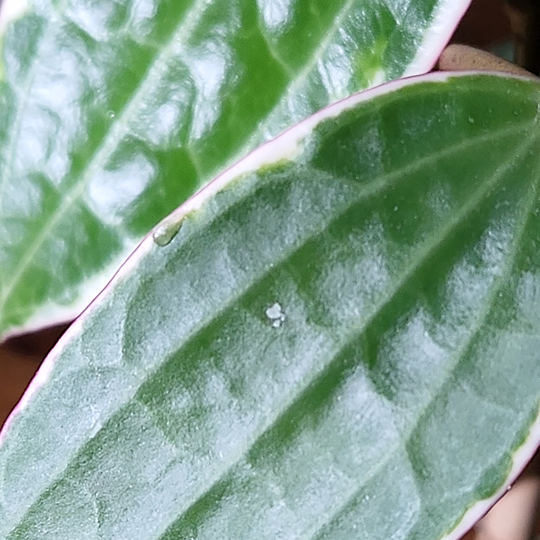 hoya latifolia