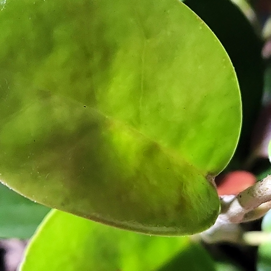 hoya australis