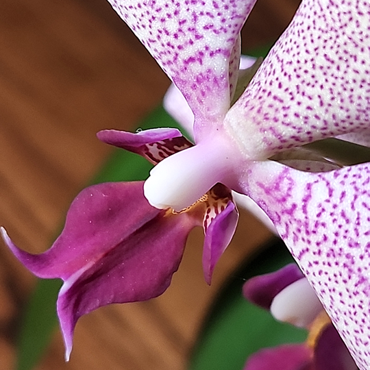 phalaenopsis orchid