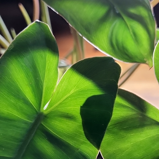 philodendron burle marx