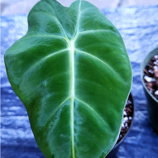 alocasia micholitziana frydek