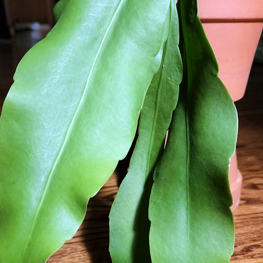 epiphyllum oxpetalum