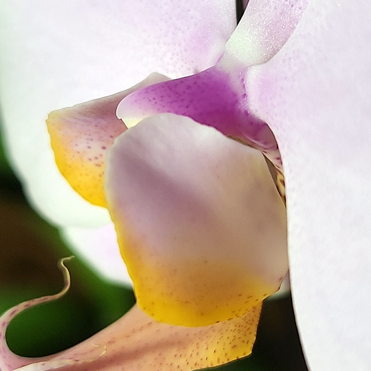 phalaenopsis