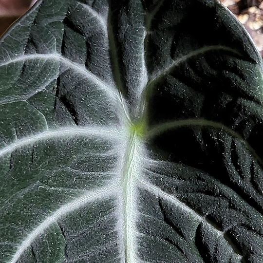 alocasia reginula black velvet