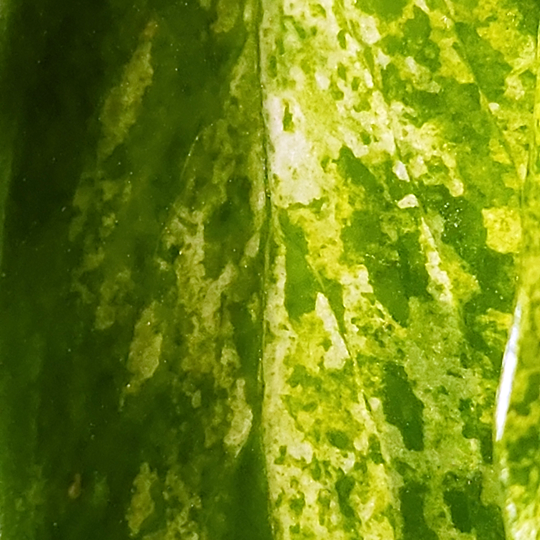 aeschynanthus radicans variegated