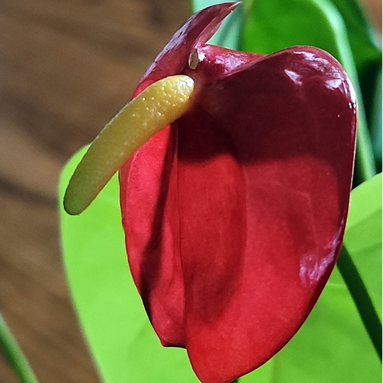 anthurium andraeanum