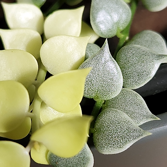 dischidia ruscifolia variegated