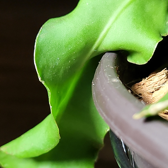 epiphyllum guatemalense