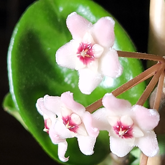 hoya carnosa krinkle 8