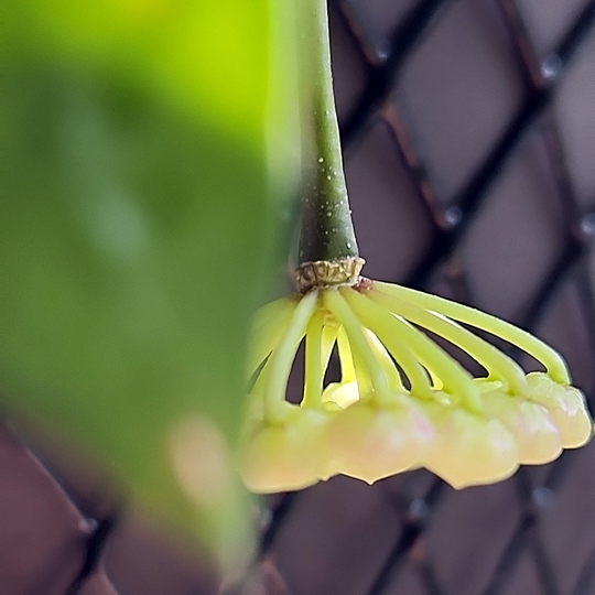 hoya lacunosa