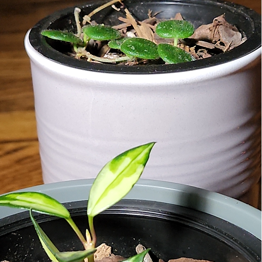 hoya lacunosa and hoya sp aff serpens