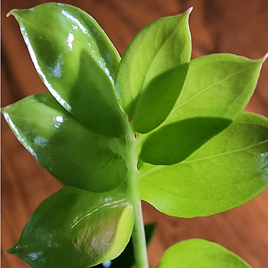 Zamioculcas zamiifolia