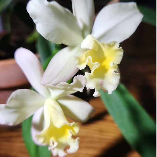 cattleya orchid