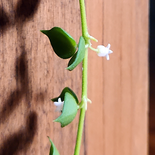 dischidia ruscifolia