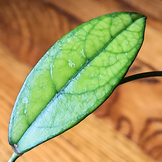 hoya crassipetiolata