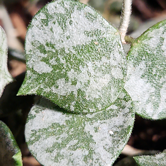 hoya curtisii