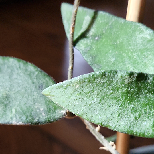 hoya flagellata