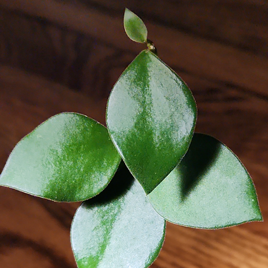 hoya nummularioides