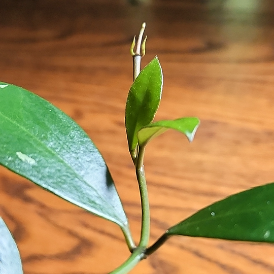 hoya sipitangensis