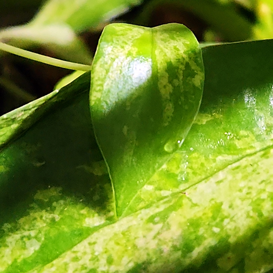 aeschynanthus radicans variegated