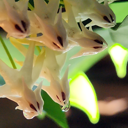 Hoya multiflora