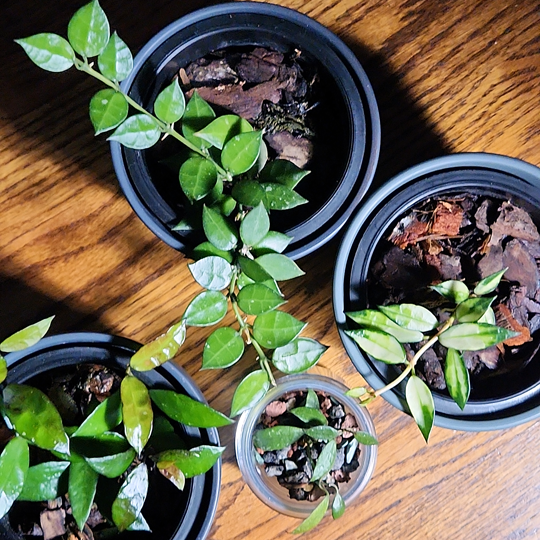 hoya lacunosa varieties