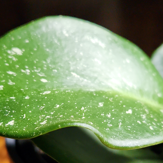 hoya obovata