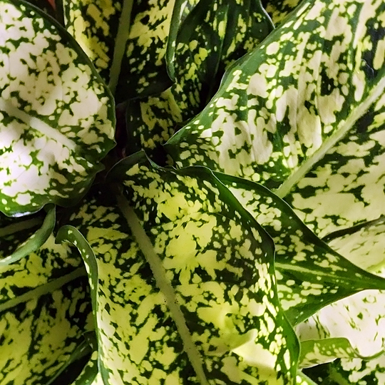 aglaonema white calcite