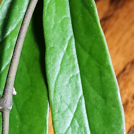 hoya sulawesiana