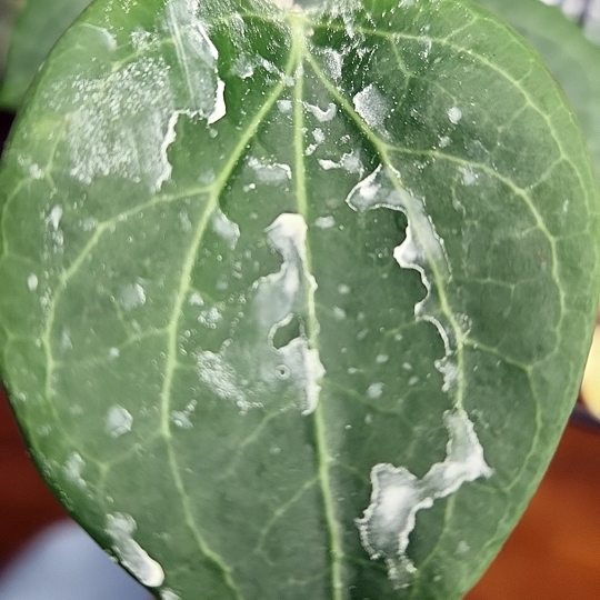 sulfur treatment for flat mites