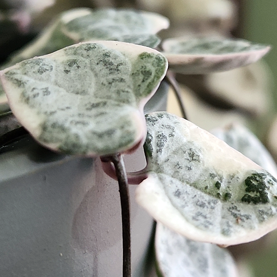 ceropegia woodii variegated