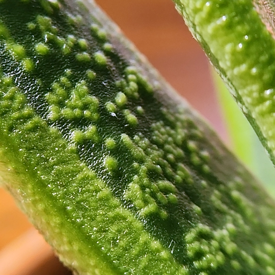 gasteria little warty