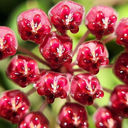 hoya aff burtoniae